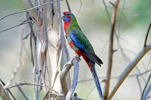 Wild Australian Wildlife 4WD Tour From Sydney - New South Wales Tourism  5