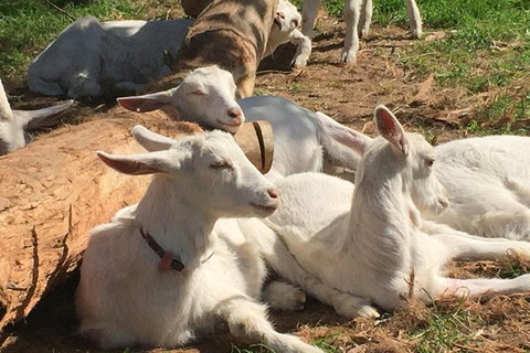 Mornington Peninsula Winery Tours With Cheese, Chocolate Tastings From Melbourne - New South Wales Tourism  0