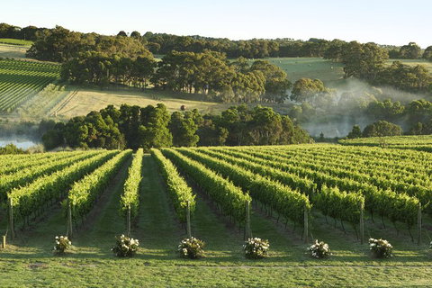 Mornington Peninsula Winery Tours With Cheese, Chocolate Tastings From Melbourne - New South Wales Tourism  4
