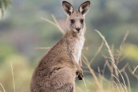 Sydney Wine Tour â€“ Wine, Waves & Wildlife In South Coast - New South Wales Tourism  4