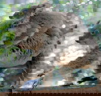 Lone Pine Koala Sanctuary Admission with Brisbane River Cruise - New South Wales Tourism 
