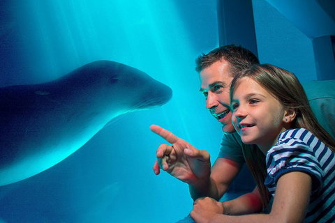 SEA LIFE Sunshine Coast Aquarium Entrance Ticket - New South Wales Tourism  2