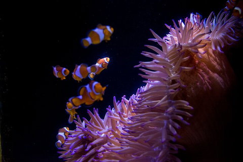 SEA LIFE Sunshine Coast Aquarium Entrance Ticket - New South Wales Tourism  5