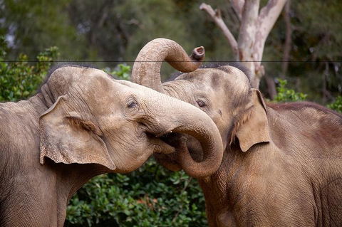 Melbourne Zoo General Entry Ticket - New South Wales Tourism  0