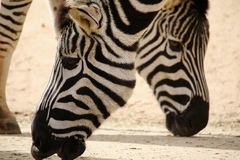 Melbourne Zoo General Entry Ticket - New South Wales Tourism  1