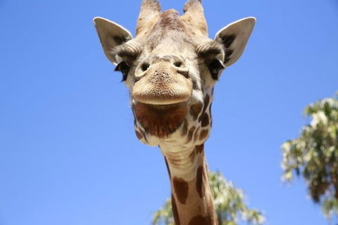 Melbourne Zoo General Entry Ticket - New South Wales Tourism  2