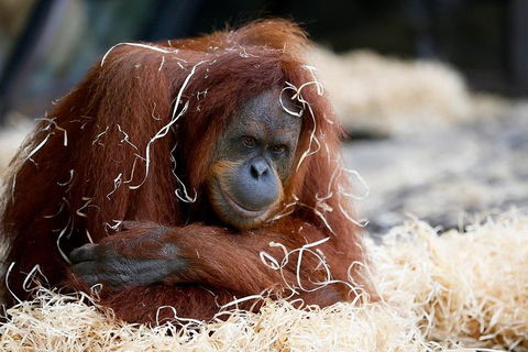 Melbourne Zoo General Entry Ticket - New South Wales Tourism  3