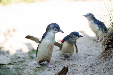 Melbourne Zoo General Entry Ticket - New South Wales Tourism  5