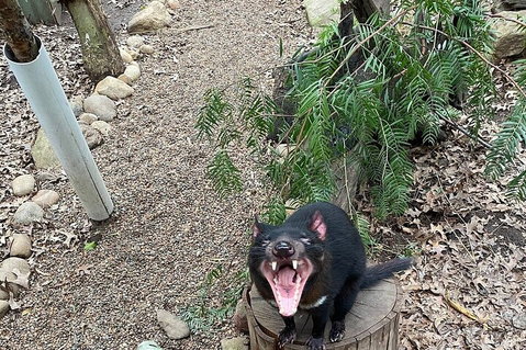 Featherdale Wildlife Park General Admission - New South Wales Tourism  1