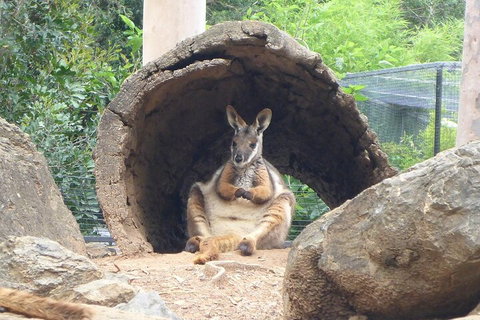 Featherdale Wildlife Park General Admission - New South Wales Tourism  2