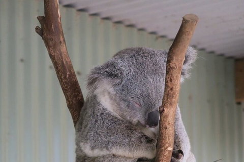 Featherdale Wildlife Park General Admission - New South Wales Tourism  3