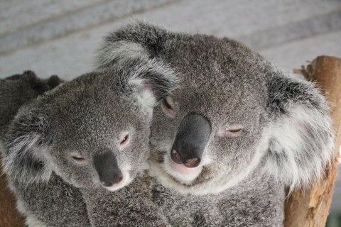 Featherdale Wildlife Park General Admission - New South Wales Tourism  4