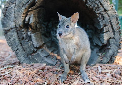 Featherdale Wildlife Park General Admission - New South Wales Tourism  5