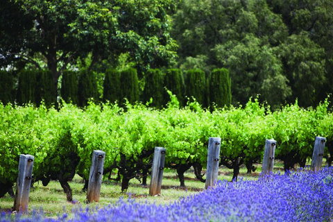 Ultimate Penfolds Magill Estate Experience - New South Wales Tourism  1