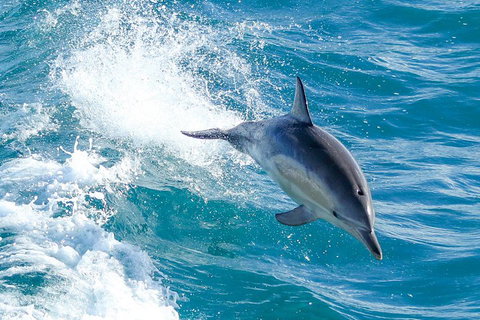 Wilsons Promontory Full Day Cruise - New South Wales Tourism  1