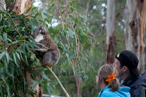 Great Ocean Road & Phillip Island - 3 Days, 2 Nights - New South Wales Tourism  4