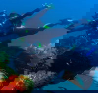 Scuba Dive the S.S. Yongala Wreck on the Great Barrier Reef. - New South Wales Tourism 