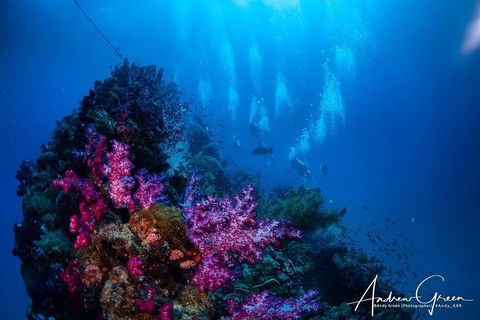 Scuba Dive The S.S. Yongala Wreck On The Great Barrier Reef. - New South Wales Tourism  2