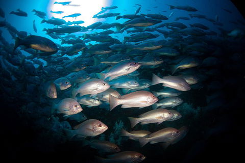 Scuba Dive The S.S. Yongala Wreck On The Great Barrier Reef. - New South Wales Tourism  4