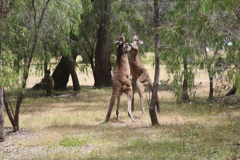 Margaret River Coastal And Wildlife Eco Trip From Busselton Or Dunsborough - New South Wales Tourism  1
